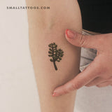 Jade Plant Temporary Tattoo (Set of 3)