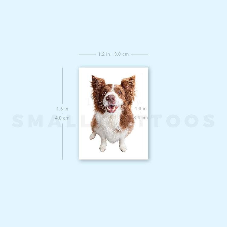 Realistic Chocolate Border Collie Temporary Tattoo (Set of 3)