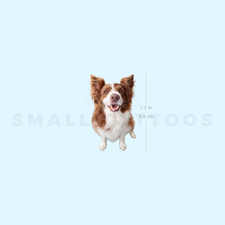 Realistic Chocolate Border Collie Temporary Tattoo (Set of 3)