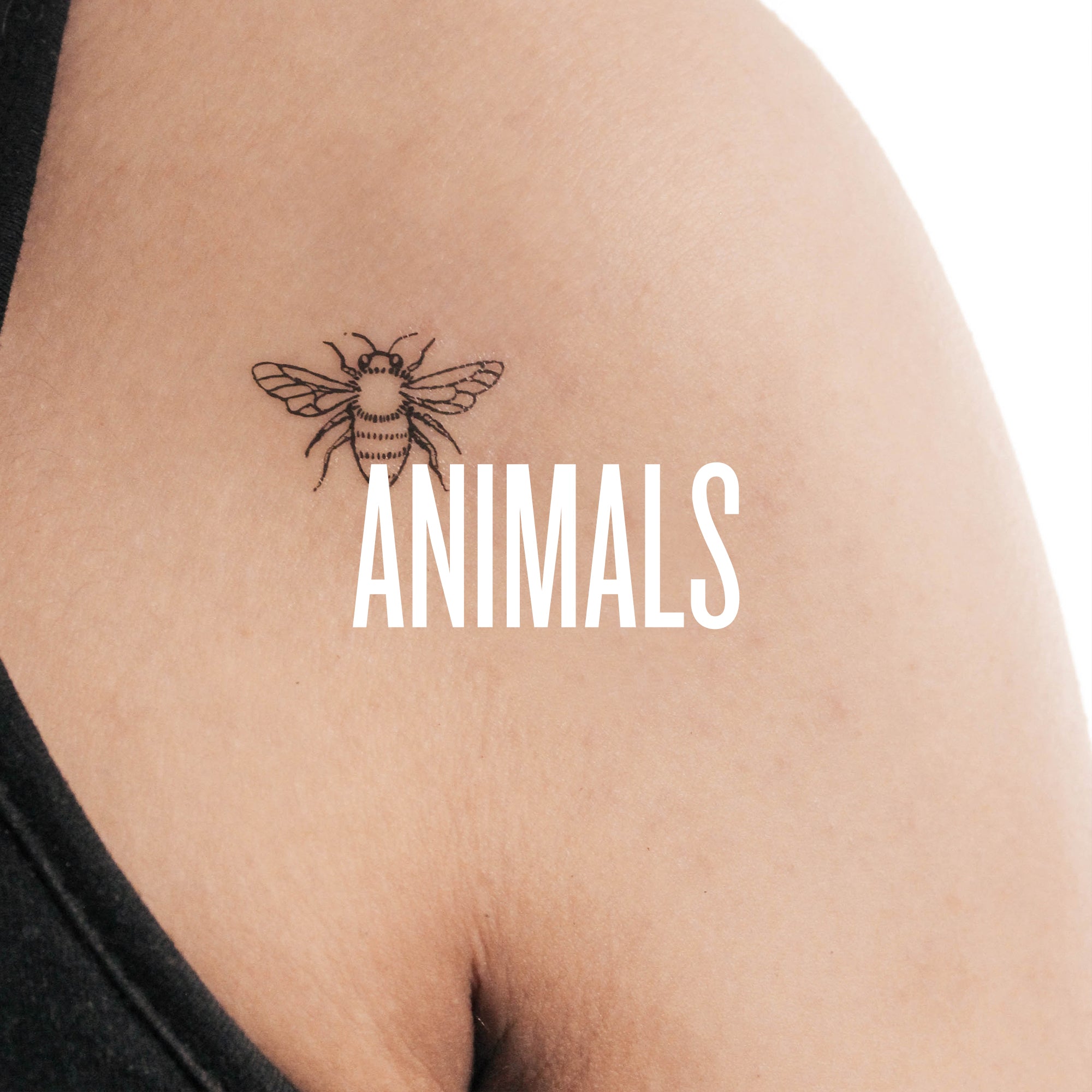 Animals