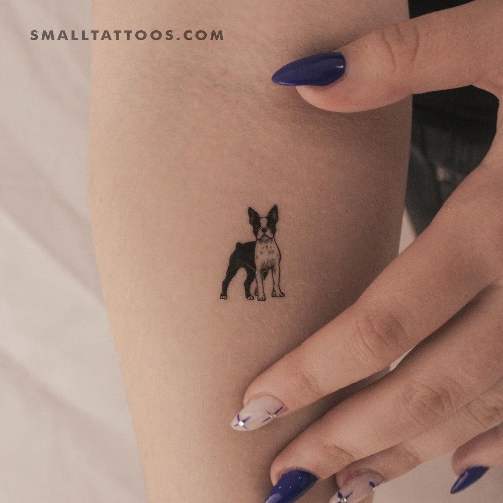 Tatuaje temporal de Boston Terrier (juego de 3)