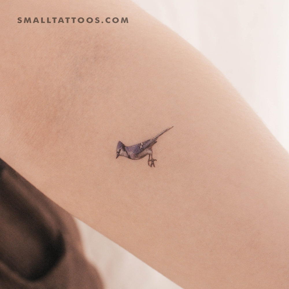 Tatuaje temporal de arrendajo azul (juego de 3)