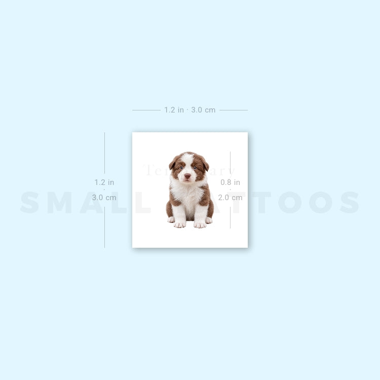 Chocolate Border Collie Puppy Temporary Tattoo (Set of 3)