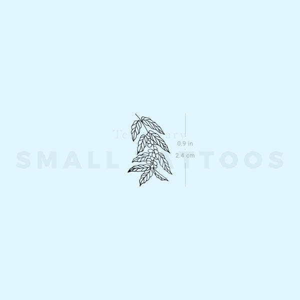Coffea Plant Temporary Tattoo (Set of 3)