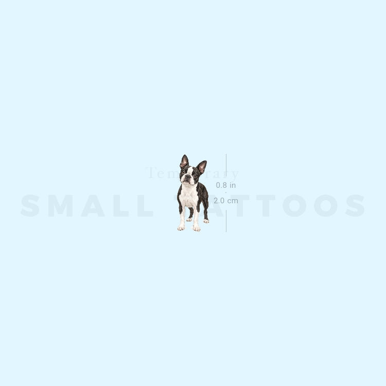 Realistic Boston Terrier Temporary Tattoo (Set of 3)