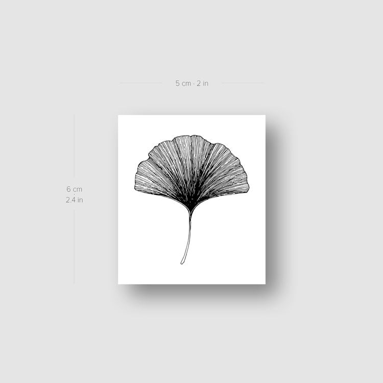 27900 Ginkgo Tree Stock Photos Pictures  RoyaltyFree Images  iStock  Ginkgo  tree isolated Female ginkgo tree